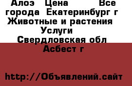Алоэ › Цена ­ 150 - Все города, Екатеринбург г. Животные и растения » Услуги   . Свердловская обл.,Асбест г.